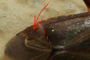 Lygaeidae: Paromius gracilis della Lombardia (MI)